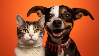 PetLove: одесит створив вебдодаток для любителів тварин