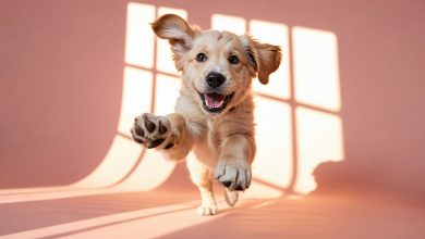 Новий застосунок Pets Care Planner для догляду за домашніми улюбленцями