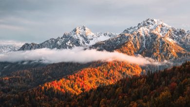 Грант для латвійського стартапу Upwood від ZAS Ventures: Як інвестувати в ліси