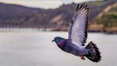Roost: нова соцмережа, де повідомлення доставляють віртуальні птахи