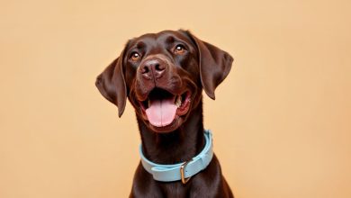 Український PetTech-стартап Bubibo: історія створення та масштабування екосистеми